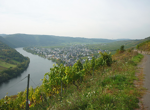 Blick auf die Mosel und Kröv